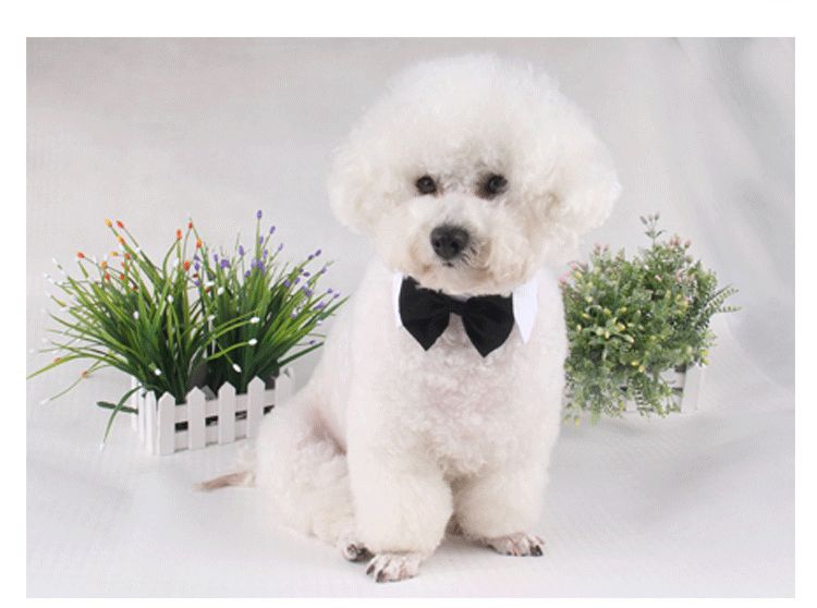 cute dog bow ties