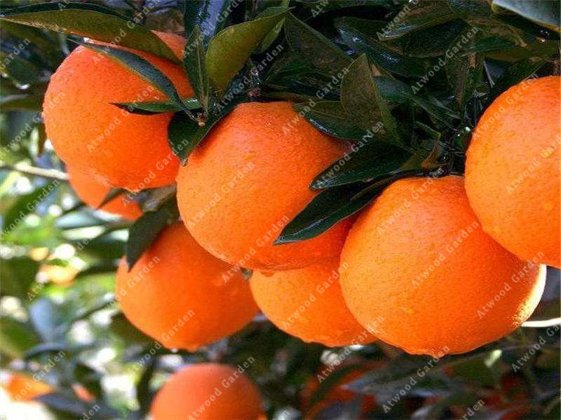 2020 /BAG Red Lemon Tree Also Is Blood Orange Organic Fruit Seeds