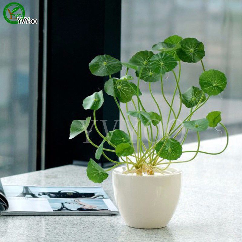 50pcs copper grass pilea seeds cold water flower indoor aquatic plant bonsai ER 50pcs copper grass pilea seeds cold water flower indoor aquatic plant bonsai ER