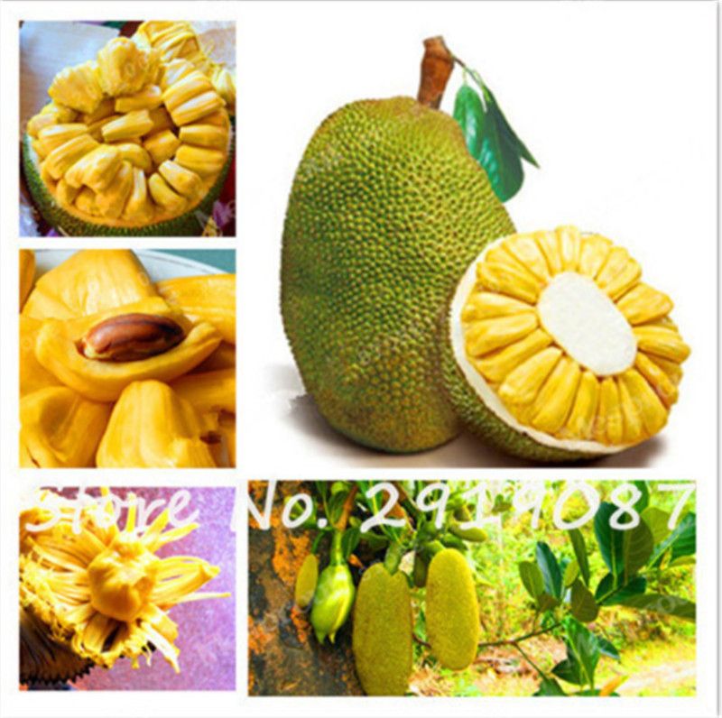 5 Pcs/bag Big Promotion Jackfruit Seeds Fruit Bonsai Tree Organic Tropical Fruit