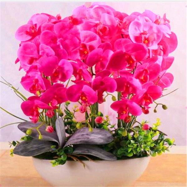 100 PCS Seeds Phalaenopsis Butterfly Orchid Plants Flowers Bonsai Free Shipping
