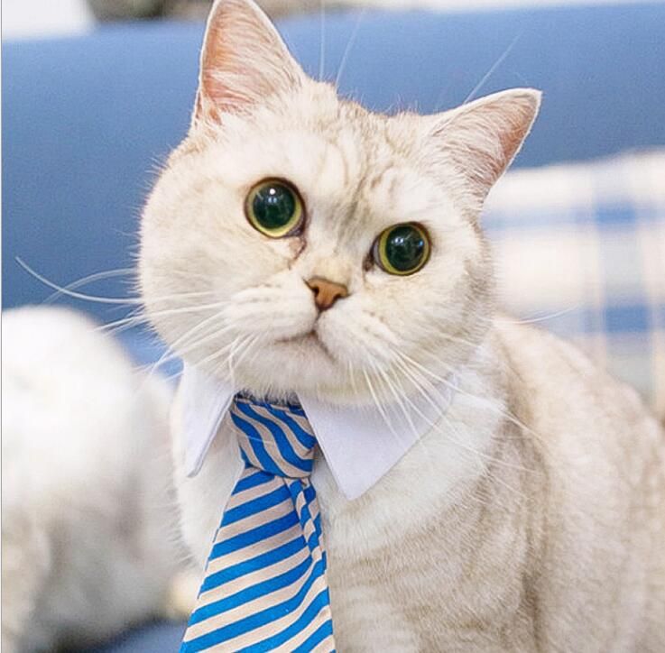 cat tie and collar