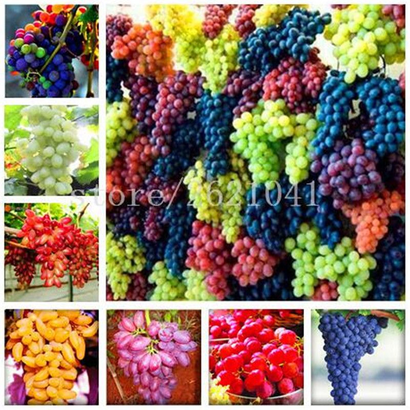 EgBert 50Pcs/Pack Graines De Raisin Arc en Ciel Coloré Jardin Fruits Plantes Sweet Kyoho Graines De Raisin 