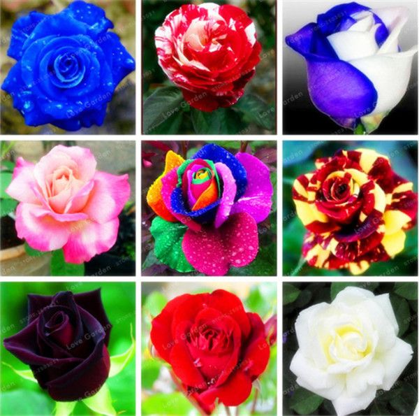 Yvetti 20/50Pcs Rare Light Blue Rose Flower Seeds Easy to Grow Home Landscape Ornaments Plant DIY Bonsai Decor Yard Flower Plant 50pcs 