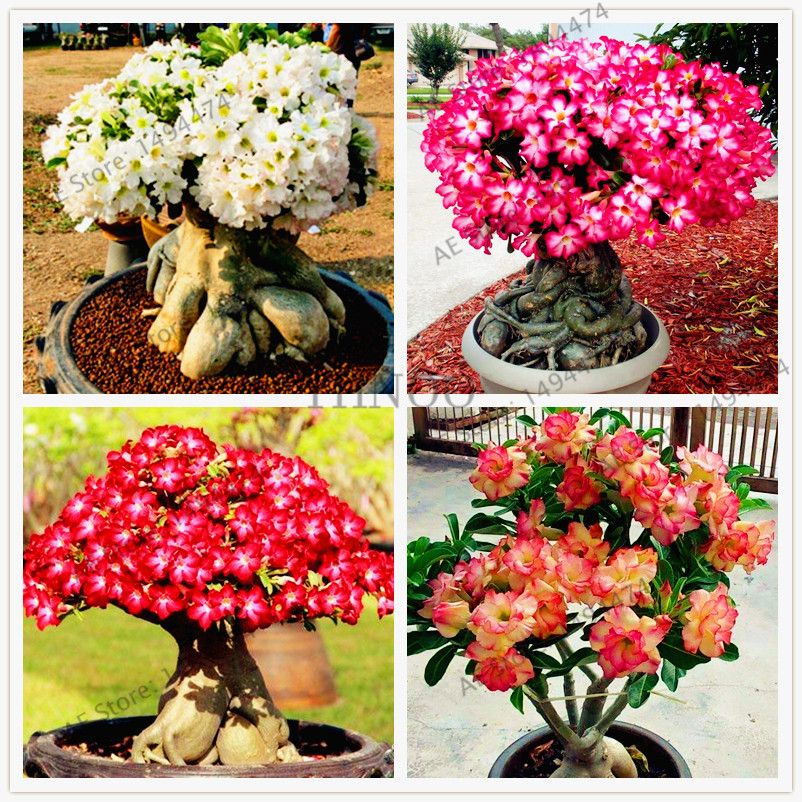 Adenium Obesum Desert Rose" Combee " Fresh 100 Seeds NEW 