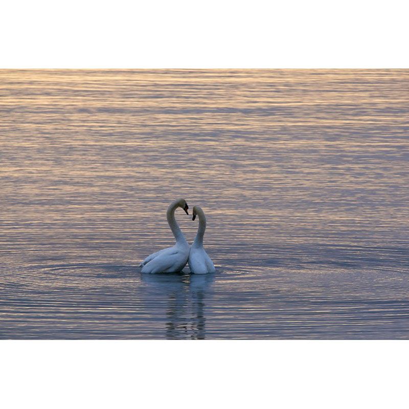 Acheter Deux Cygne Plein Diamant Peinture Diamant Bricolage