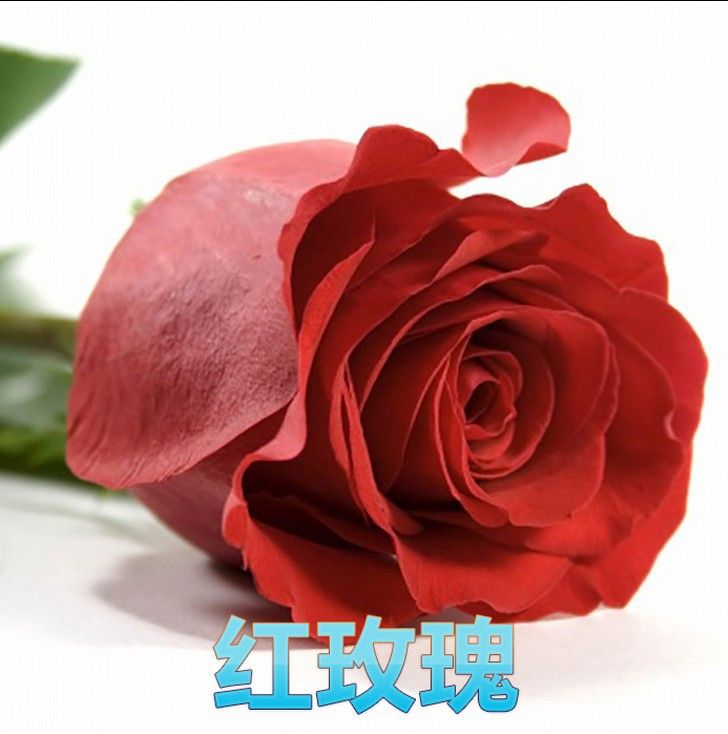 Acheter Vente En Gros De Nouvelles Varietes Couleurs Rose The Rose Rose Graines De Fleur Couleur 50 Graines Par Paquet Graines De Fleurs Maison De 2 94 Du Sanique Dhgate Com