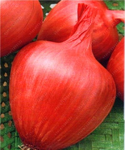 100 pcs//bag Giant Onion Yellow Sweet Spanish seeds vegetables germination 95/% on