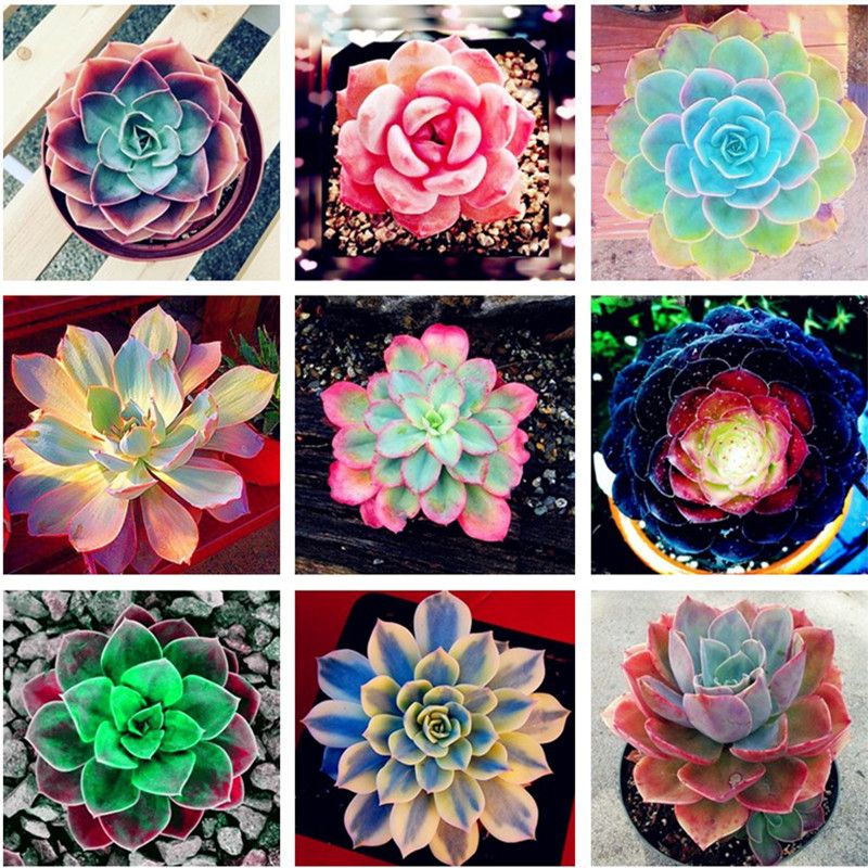 Home Garden Potted Plants Succulents Seeds 100PCS Rare Flower Bonsai Decor HOT