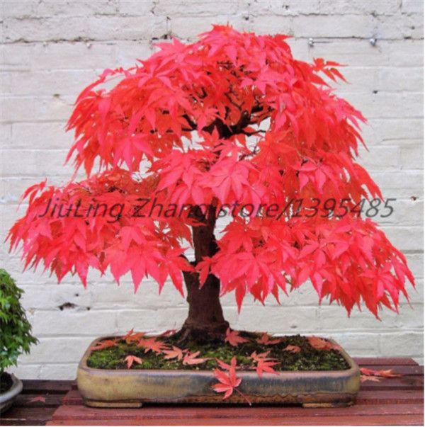 100 seeds-Japanese Maple-Acer palmatum-Fireglow-Bonsai-FREE SHIPPING 