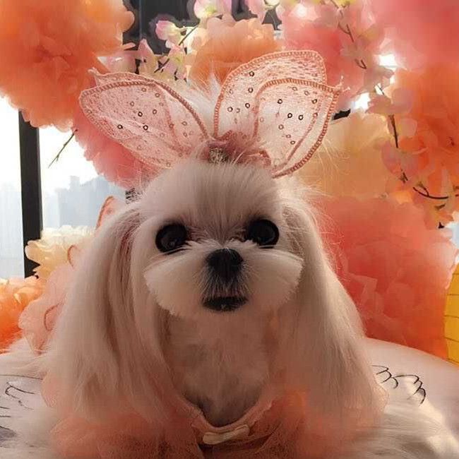 dog bows for ears
