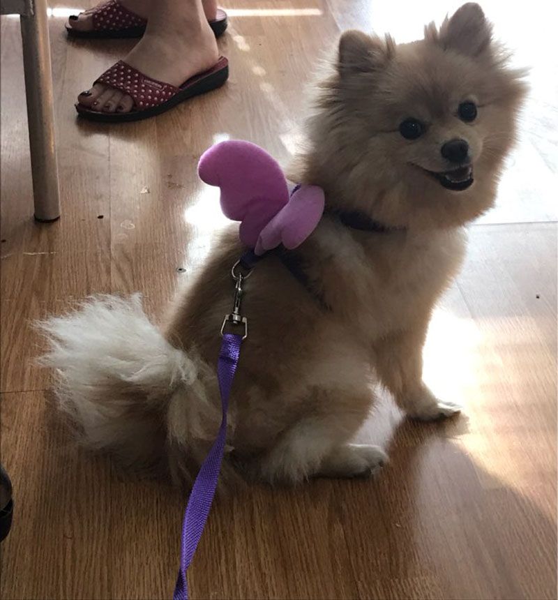 cute harness for pomeranian