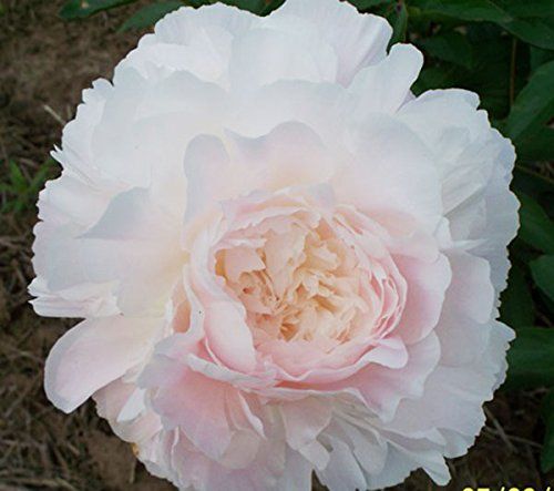 Prony Peony - Doble rosa, peonía, bulbo de raíz, no semilla
