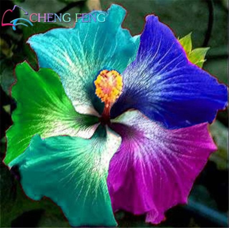 100 PCS Seeds Hybrid Tropical Hibiscus Flowers Bonsai Rosa Sinensis Plants 2021 