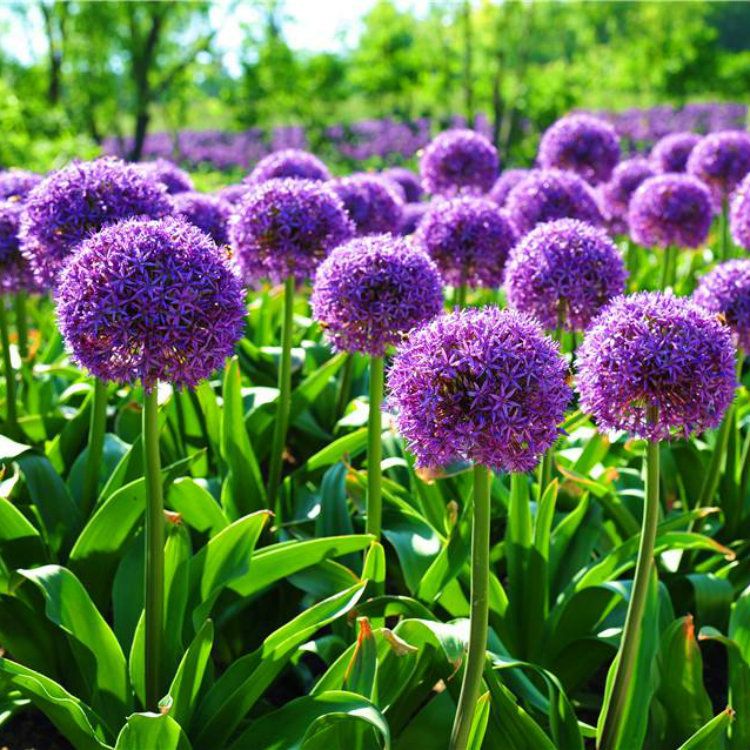 Lt 10x Violet Allium Giganteum Graines Géant Fleur Jardin Plantes Vivaces 