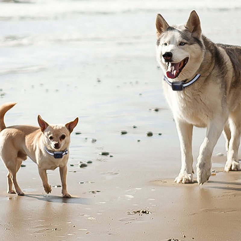 cheapest online pet supplies