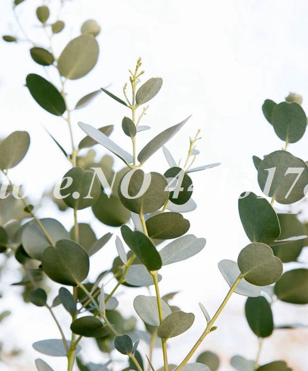Sale 100 Pcs//bag Rare Eucalyptus Seeds Giant Tropical Tree Seeds Flowering Plant For Home Garden Planting Outdoor Bonsai Gift 1