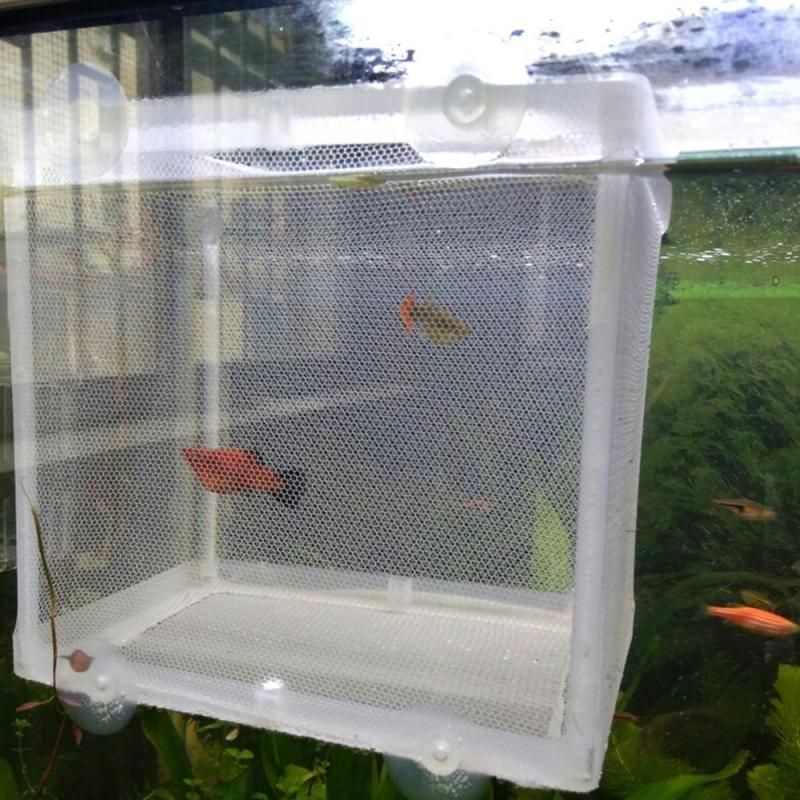 Acheter L Pisciculture Incubateur Net Hanging Fry Bebe Poisson Couvoir Isolation Box Aquarium Accessoires De 12 12 Du Qiananshopping Dhgate Com Acheter L Pisciculture Incubateur Net Hanging Fry Bebe Poisson Couvoir Isolation Box Aquarium Accessoires De 12 12 Du Qiananshopping Dhgate Com