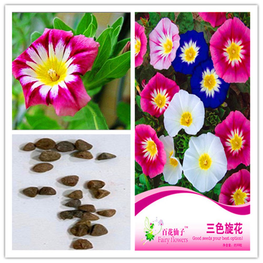 2020 1 Pack Original Package Tricolor Bindweed Potted Flower Bonsai Plant Flower Seeds Tricolor Bindweed Pink Hardy Perennial Bonsai Plant No58 From Ymhpjq2 2 Dhgate Com