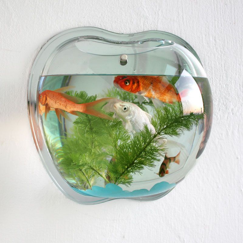 special fish tanks