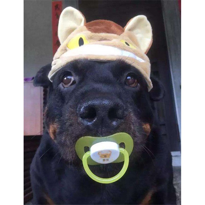 bulldog pacifier