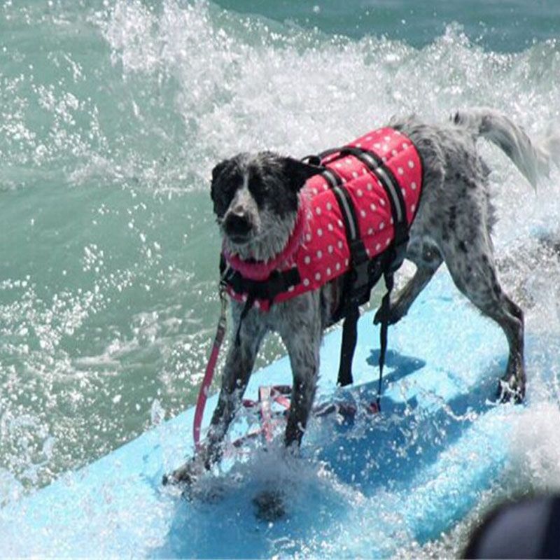 swimsuit for small dogs
