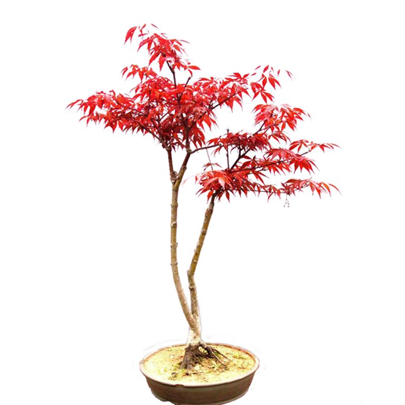20pcs Japanese Maple Tree Bonsai Seeds Acer Palmatum Atropurpureum Home Plants F 20pcs Japanese Maple Tree Bonsai Seeds Acer Palmatum Atropurpureum Home Plants F