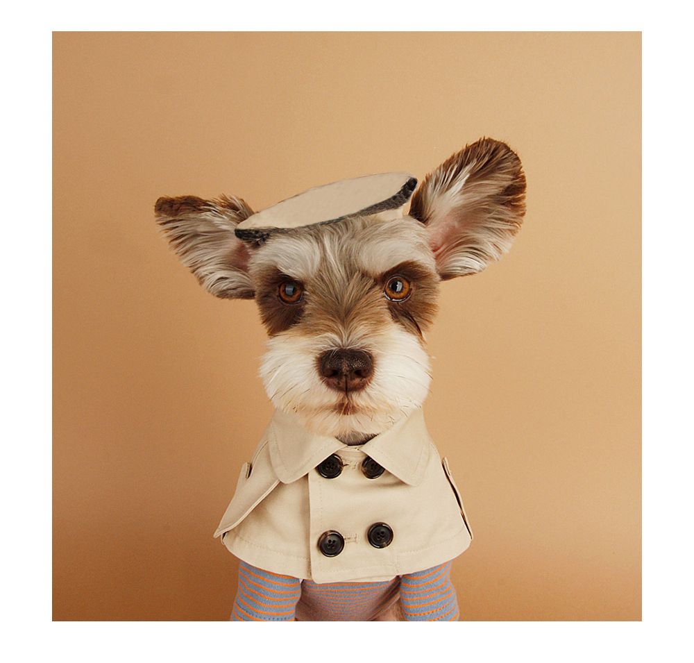 dog neckerchief pets at home