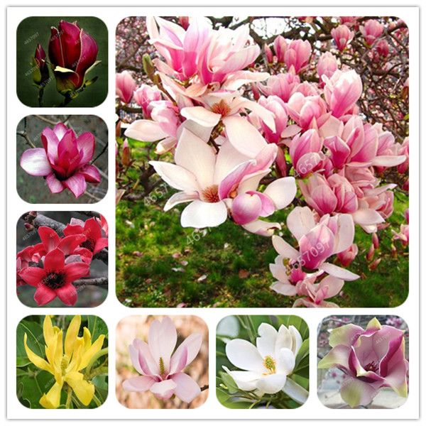 300 pezzi misti semi di fiori Magnolia bonsai Belle piante da vaso Albero  perenne fiore Magnolia