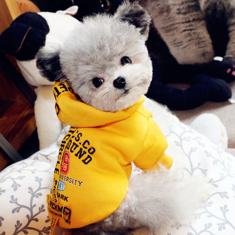 yellow pitbull puppies