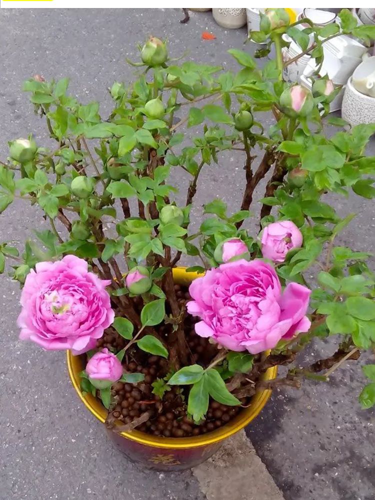 Acheter Fleur Nationale Chinoise Pivoine De Luoyang Les Fournitures De Vacances Traditionnelles Chinoises La Culture Traditionnelle Chinoise Ont Une