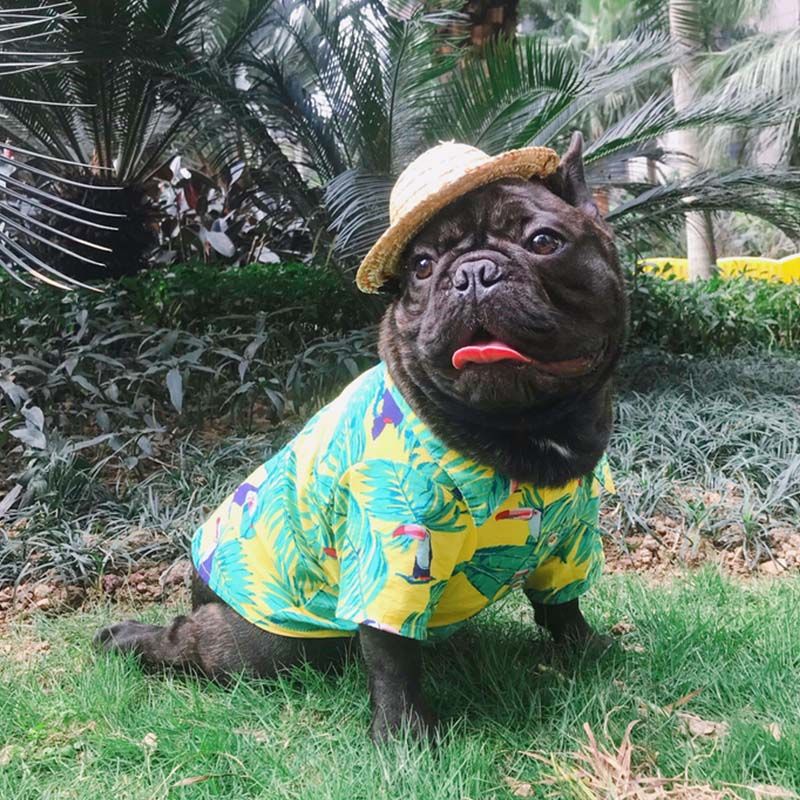 pet shirts