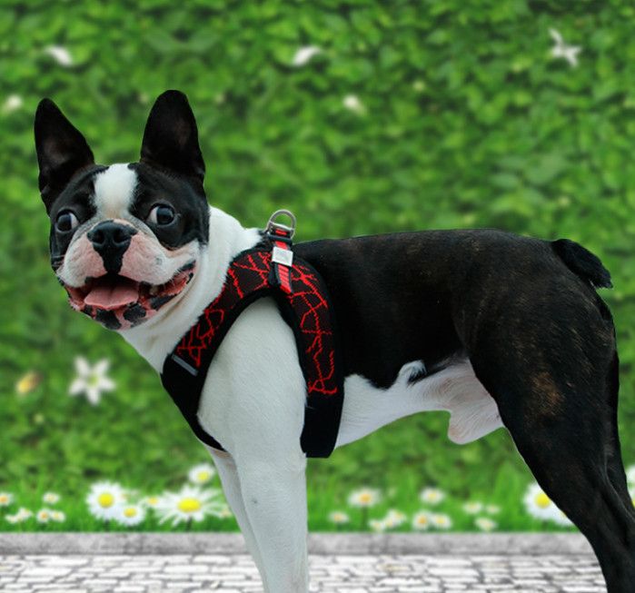 no pull harness for boston terrier