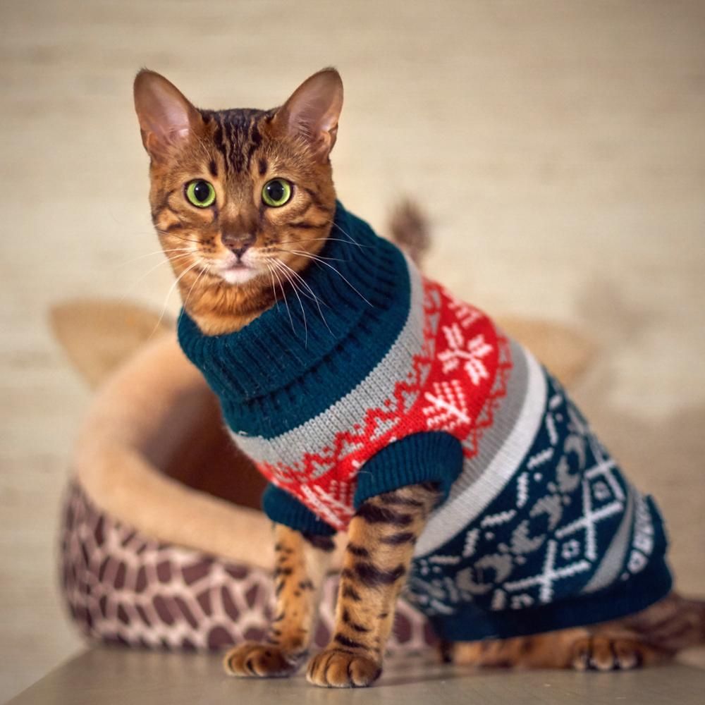 cat christmas clothes