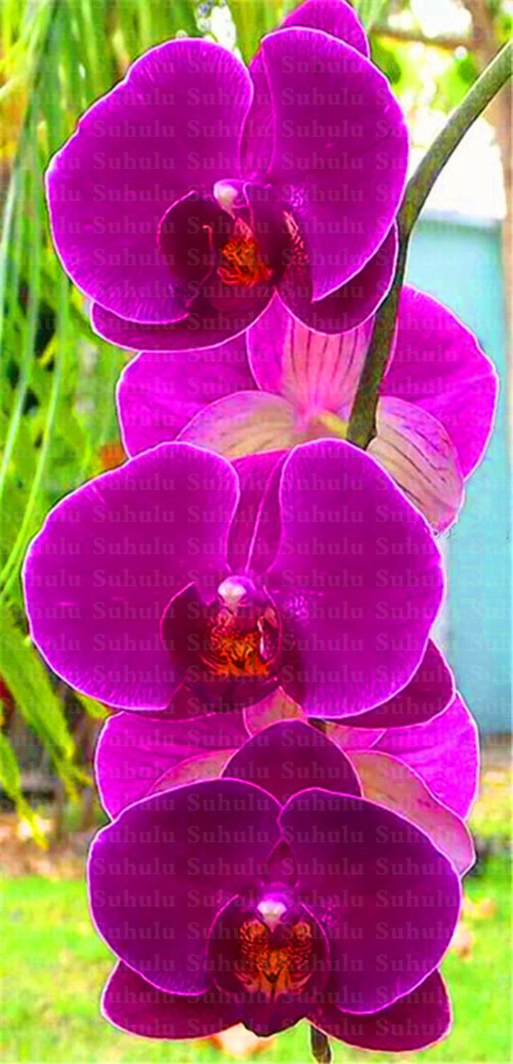 #649/Орхидея СОРТ Фаленопсис Anthura 'Los Angeles' - купить в Перми, цена 550 ру