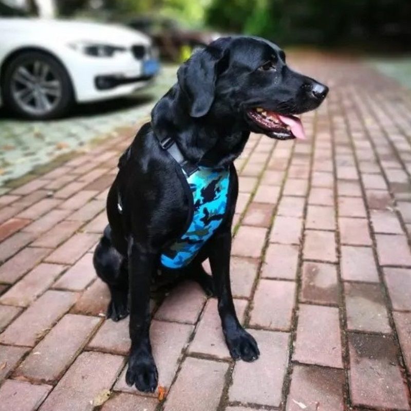 large dog car seat belt harness