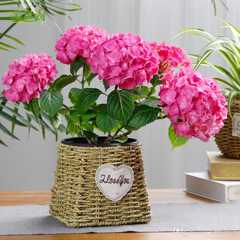 Acheter Graines En Pot Hortensias Salon Fleur Balcon Interieur Jardin Des Plantes A Fleurs De Floraison Des Graines De Plantes De Purification De Lair De 0 89 Du Seedshop Dhgate Com