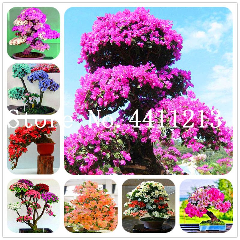 50 PC / bolso semillas de la planta japonesa flor de la azalea Rododendro  Azalea Bonsai árbol