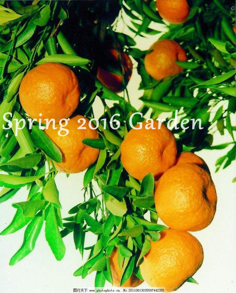 50 pcs Orange plant Cold hardy Sweet Mandarin seeds Tree gold bonsai fruit plant 50 pcs Orange plant Cold hardy Sweet Mandarin seeds Tree gold bonsai fruit plant