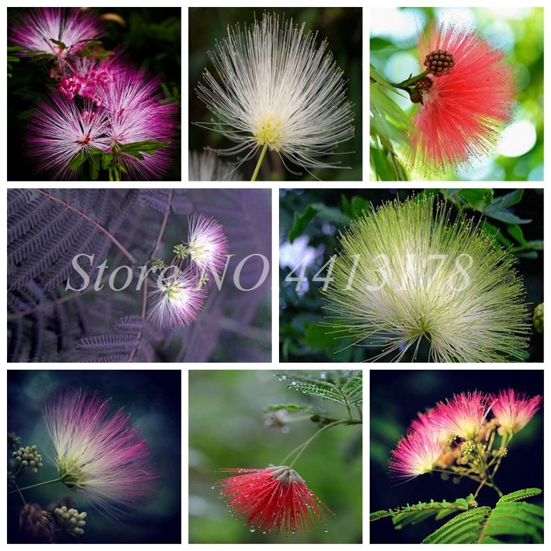 21 Bag Bonsai Plant Seeds Albizia Flower Outdoor Called Mimosa Silk Tree Rare Garden Potted Plants Rainbow Flowers Pot Diy Plant Gift From Ymhzdy 1 Dhgate Com