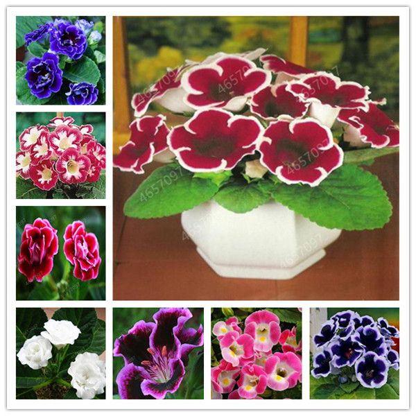 500 PCS Gloxinia Sementes Sinningia Especiosa Indoor Bonsai Mix Cores  Perennial Bela Flor para DIY Home
