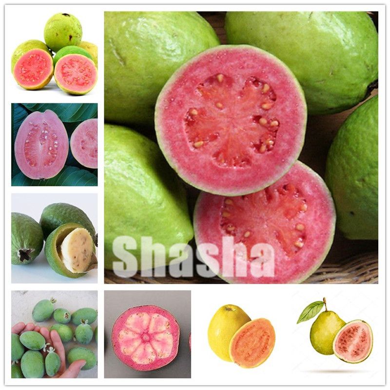 80pcs Guava Seeds Delicious Tropical Fruit seed Non Transgenic Plants bonsai