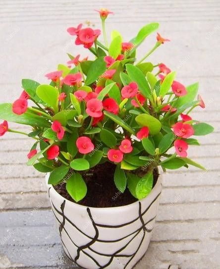 100 Pcs Euphorbia Milii Seeds Hybrid Mix Flowers Crown Thorns Graptopetalum 