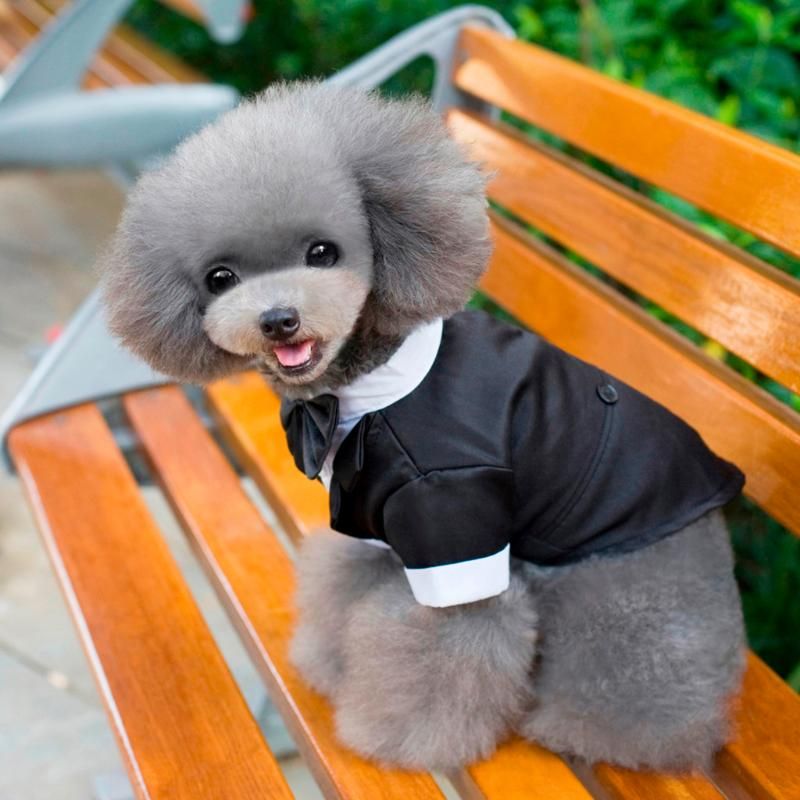 dog suit tie