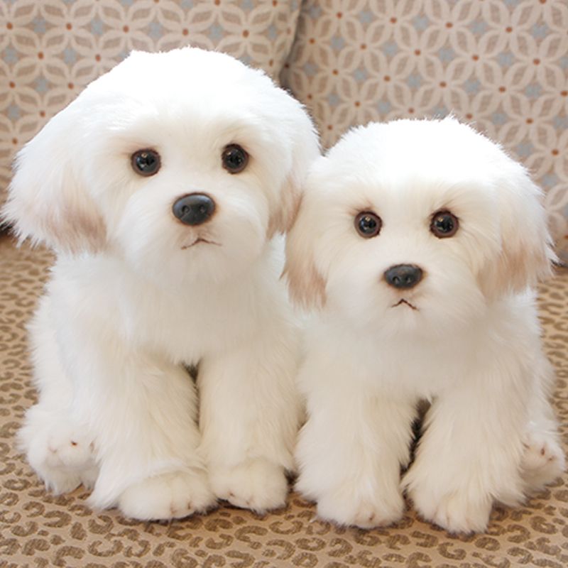 bichon frise stuffed animal