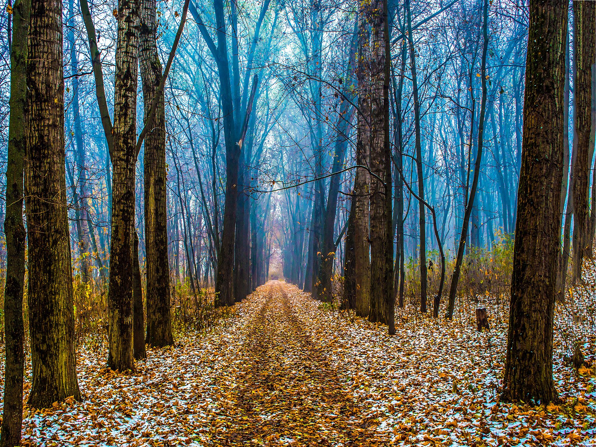 2020 Autumn Forest Old Growth Forest Vinyl Photography ...