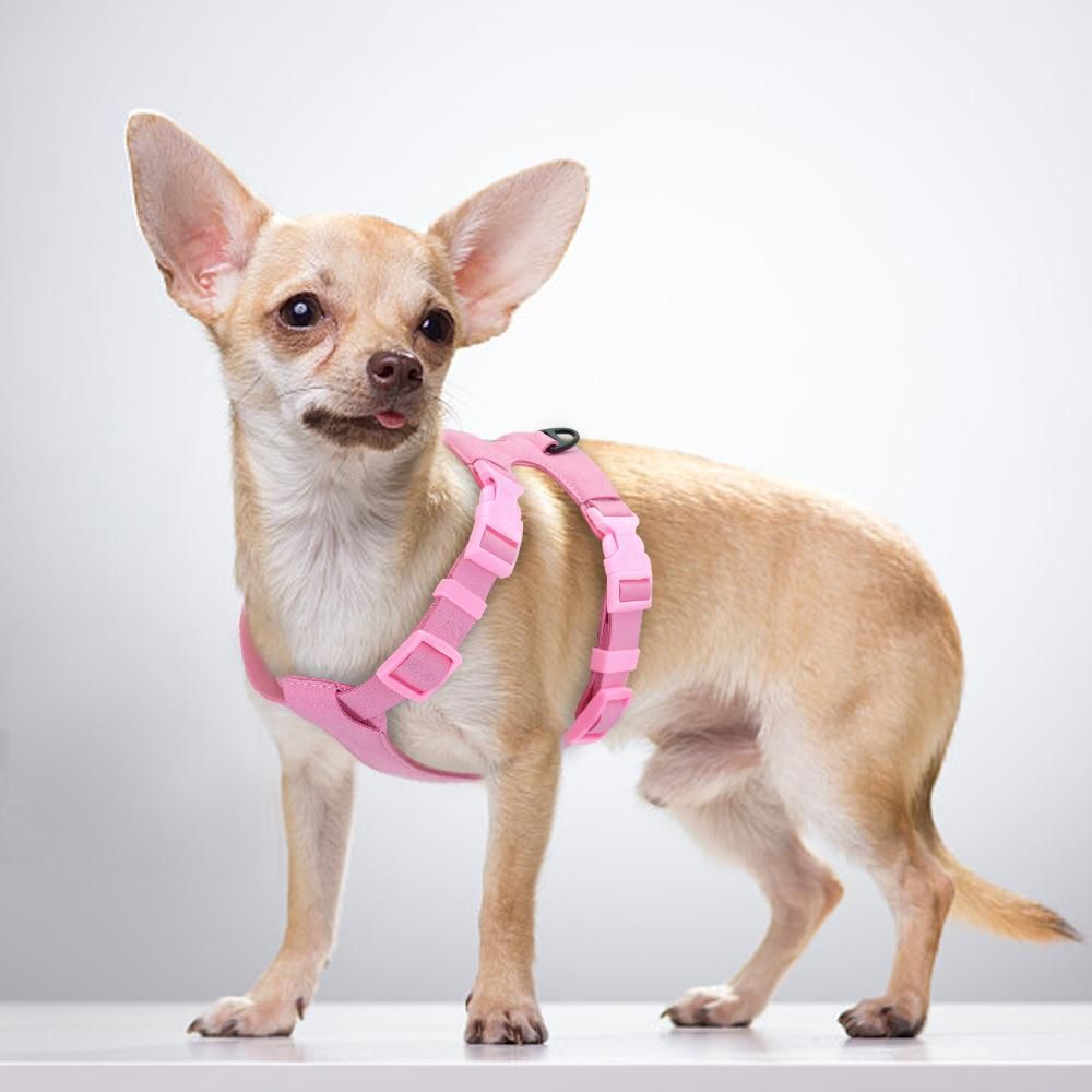 chihuahua puppy harness