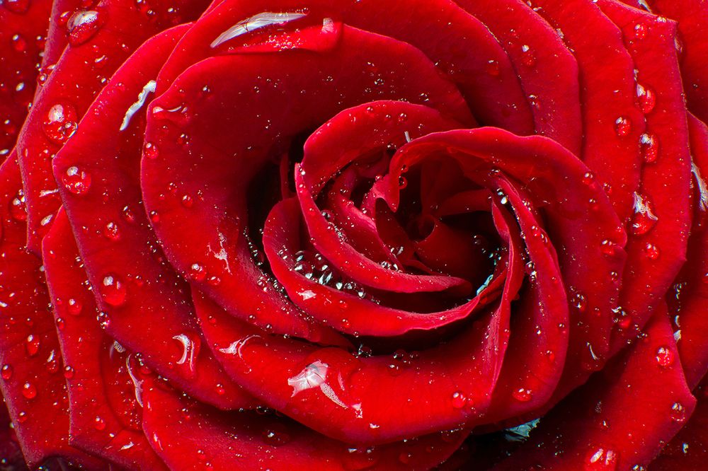 buyuk 5d papel mural kirmizi gul cicek su damlasi 3d duvar fotograf duvar kagidi dugun odasi icin 3d duvar resimleri duvar kagid en iyi cevrimici alisveris dhgate com