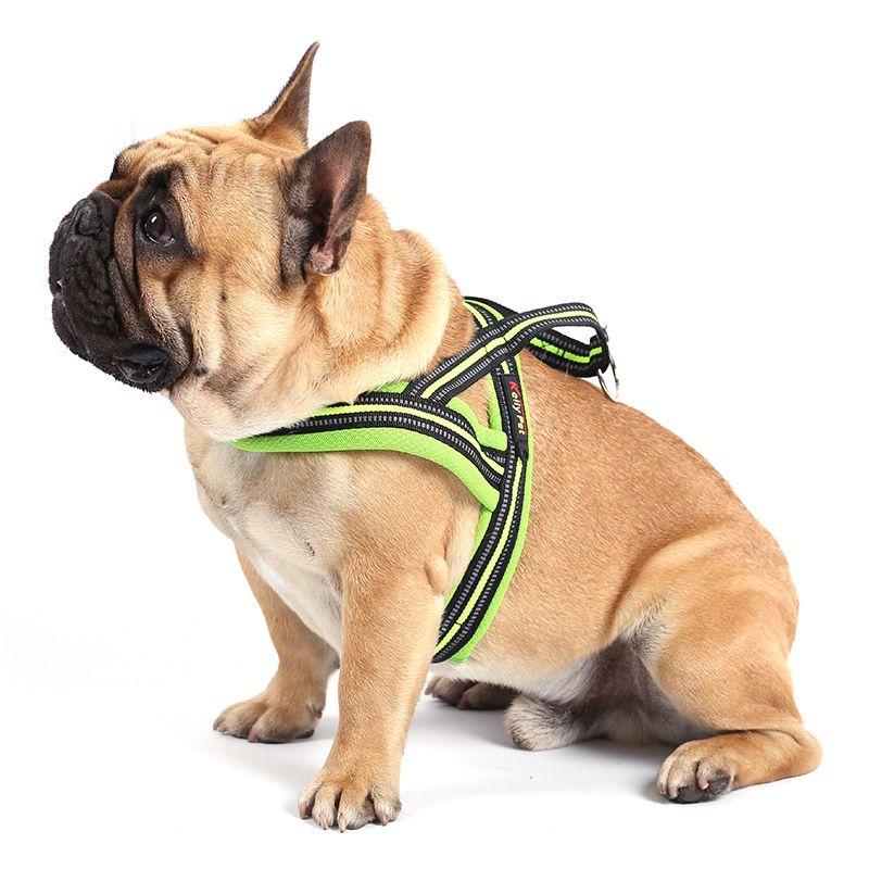 personalized dog harness