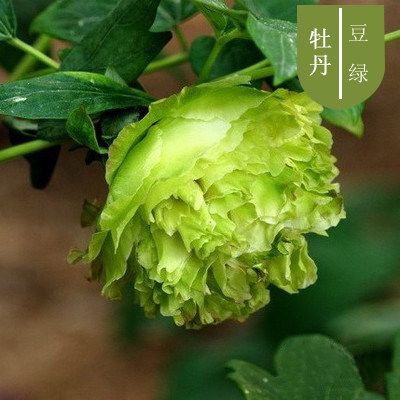 Acheter Fleur Nationale Chinoise Pivoine De Luoyang Les Fournitures De Vacances Traditionnelles Chinoises La Culture Traditionnelle Chinoise Ont Une